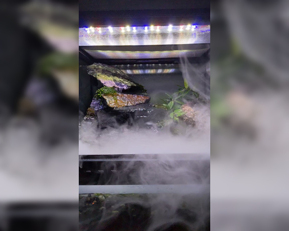 Lunasvault - (Kitten) - # Update on my paludarium ###### Re did the substrate, added way less dirt and more pebbles!