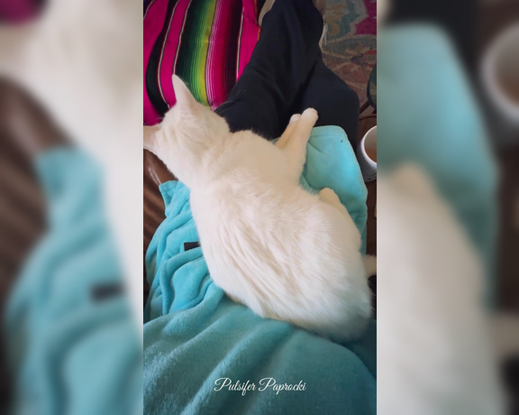 Pulsiferpaprocki - (Pulsifer Paprocki) - Check out this five minute video of me farting with my cat on my lap. I laughed so hard while editin