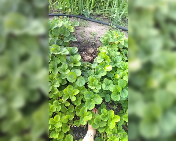 Sunny Ray aka Sunnyray - Look how I walked barefoot between strawberry beds on a sunny summer day.