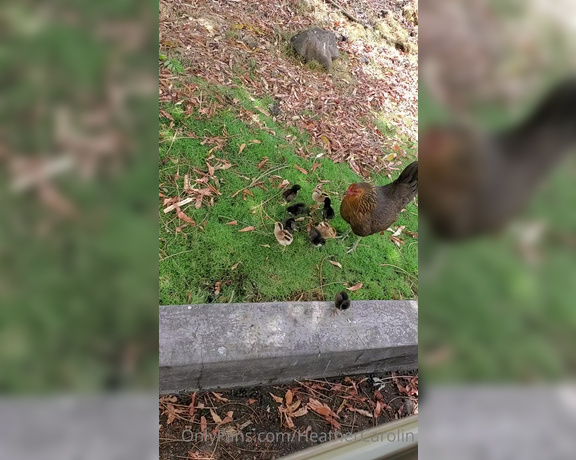 Heather Carolin aka Heathercarolin - I love the nature here. Look what I saw in the grocery store parking lot  They are so tiny-