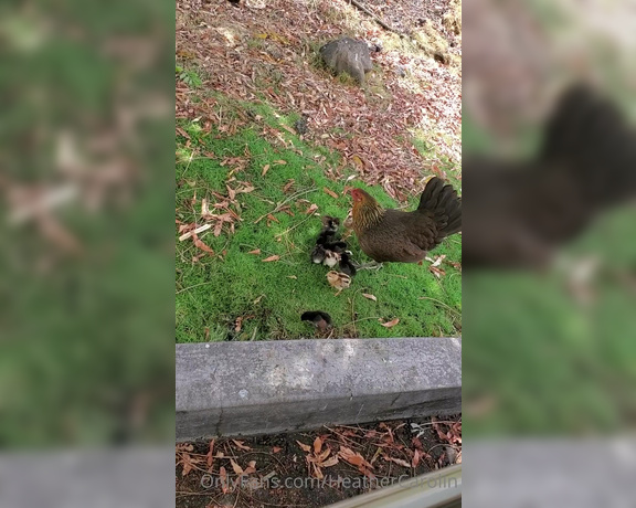 Heather Carolin aka Heathercarolin - I love the nature here. Look what I saw in the grocery store parking lot  They are so tiny-