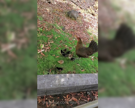 Heather Carolin aka Heathercarolin - I love the nature here. Look what I saw in the grocery store parking lot  They are so tiny-