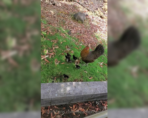 Heather Carolin aka Heathercarolin - I love the nature here. Look what I saw in the grocery store parking lot  They are so tiny-