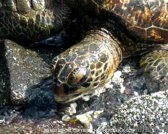 Heather Carolin aka Heathercarolin - I am so excited that I shot this sea turtle video  I love watching them and I wanted to share-