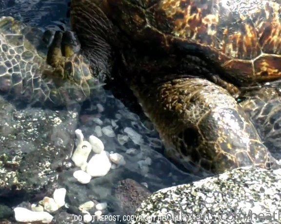 Heather Carolin aka Heathercarolin - I am so excited that I shot this sea turtle video  I love watching them and I wanted to share-