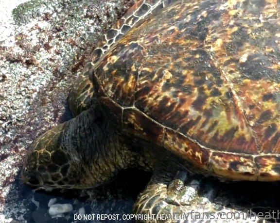 Heather Carolin aka Heathercarolin - I am so excited that I shot this sea turtle video  I love watching them and I wanted to share-