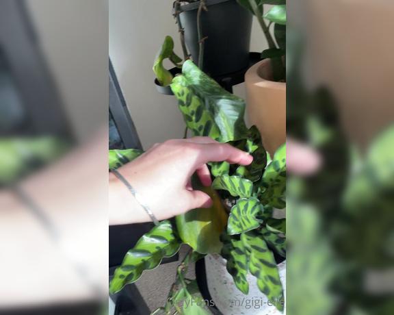 Gigi Miller aka Kiwigirlgigi OnlyFans - Here is the naked plant tour! Sorry about the weird kinda filming  you can’t flip the camera around