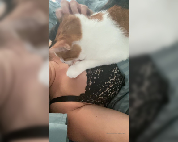 Swedish Bella aka Miss_swedish_bella OnlyFans - My cat definitely approves of the boobies lol