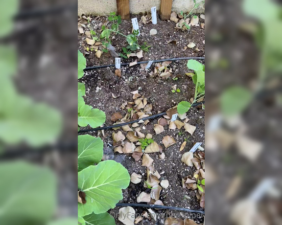 Piper Perri aka Perripiper OnlyFans - Here is a garden update from March 8th that I didnt get a chance to put together and post So here