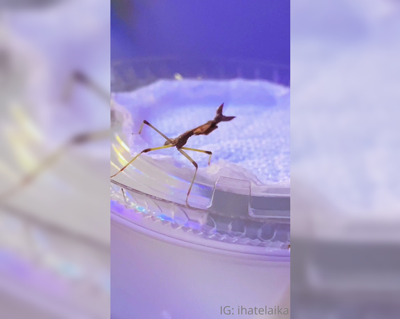 Laiika aka Ihatelaiika OnlyFans - Selfie dump! and i added some pics & a vid of my new mantids! 11