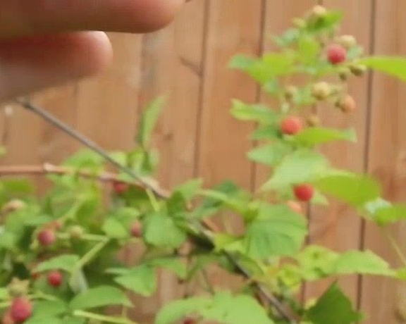 Harper The Fox Harper Loves Raspberries