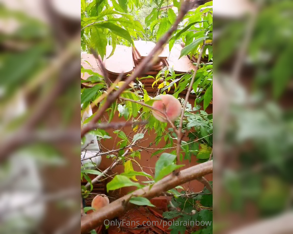 Pola Rainbow aka Polarainbow OnlyFans - The peach season has started See what wonderful specimens I have bred