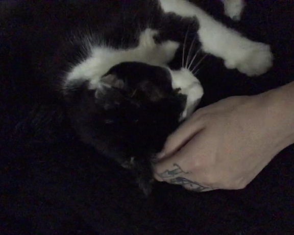 Noelleeaston - Thought I’d share these sweet lil kitty nose boops goodnight world Y6 (08.11.2019)