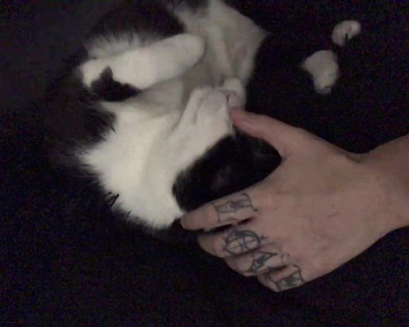 Noelleeaston - Thought I’d share these sweet lil kitty nose boops goodnight world Y6 (08.11.2019)