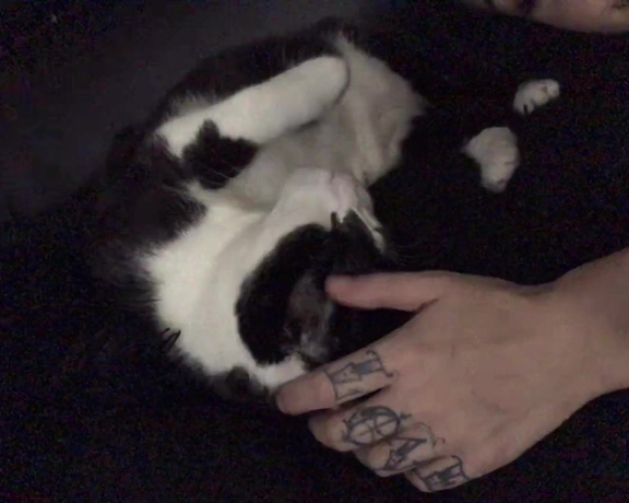 Noelleeaston - Thought I’d share these sweet lil kitty nose boops goodnight world Y6 (08.11.2019)