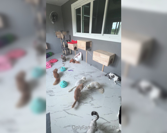 Ae Asia aka aeasia OnlyFans - Cat room at farm They love it  I just gave them some snacks