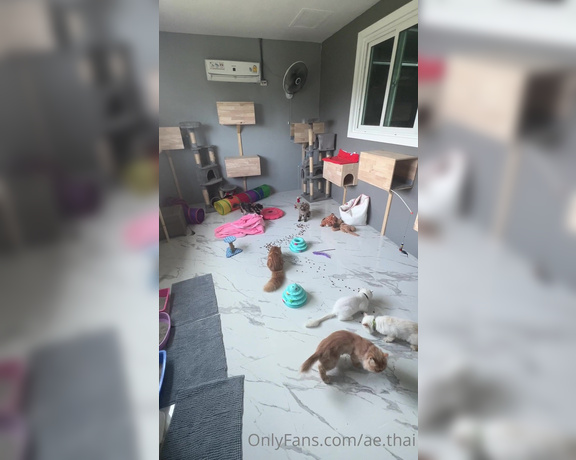 Ae Asia aka aeasia OnlyFans - Cat room at farm They love it  I just gave them some snacks