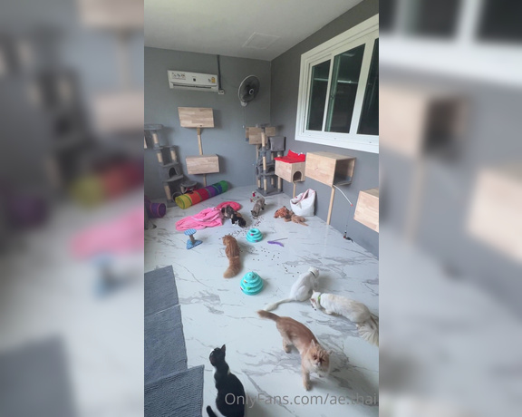 Ae Asia aka aeasia OnlyFans - Cat room at farm They love it  I just gave them some snacks