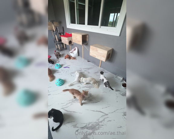 Ae Asia aka aeasia OnlyFans - Cat room at farm They love it  I just gave them some snacks