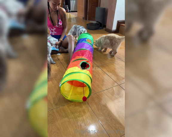 Ae Asia aka aeasia OnlyFans - One fact about me is I LOVE cats I just got new toys for my cats