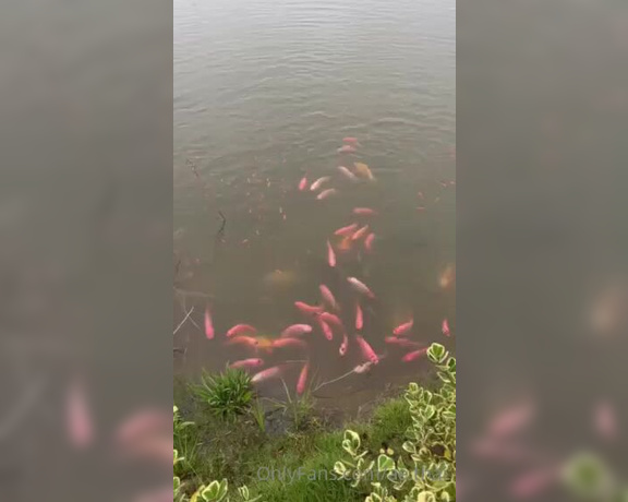 Ae Asia aka aeasia OnlyFans - My fish at the farm are getting much bigger and have many babies!