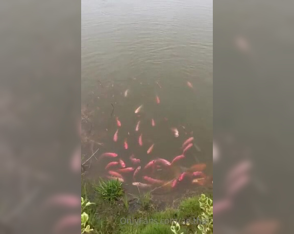 Ae Asia aka aeasia OnlyFans - My fish at the farm are getting much bigger and have many babies!