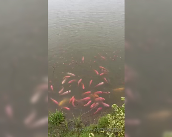 Ae Asia aka aeasia OnlyFans - My fish at the farm are getting much bigger and have many babies!