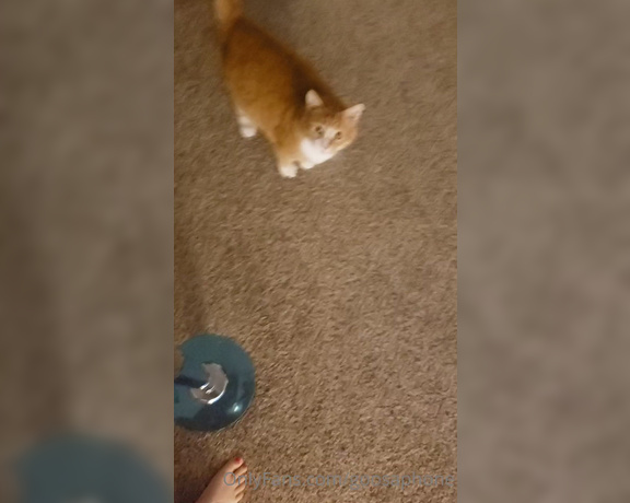 Goosaphone aka goosaphone OnlyFans Video - 07-17-2020 - Trying to pole dance but the kitten would like to play right now