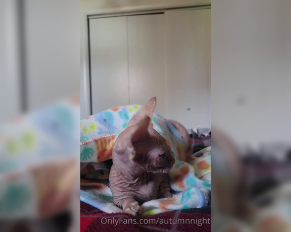 Autumn aka autumnnight - 11-01-2021 OnlyFans Video - New member of the family, turn volume up for some purrs