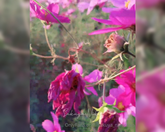 Sakuya Niko aka sakuya_nikochan - 11-05-2021 OnlyFans Video - Cosmos Field Flower thief