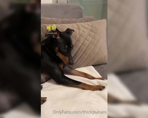 Coco Rains aka cocorains - 01-31-2022 OnlyFans Video - SOUND ON Me watching my own deepthroat porn while my dog is totally confused  why