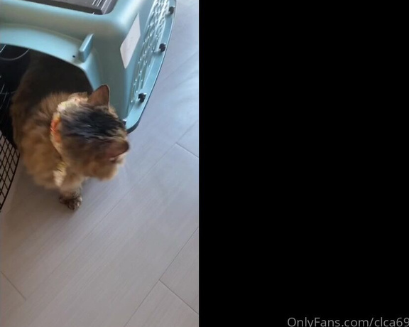 Christy Love aka clca69 - 11-03-2020 OnlyFans Video - Swissy and Kiki first time at the groomers