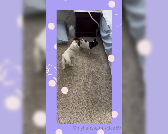 Christy Love aka clca69 - 02-18-2022 OnlyFans Video - My childhood dog Cujo who is 20 m33ts Tofu for the first time