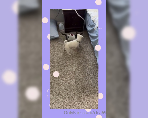 Christy Love aka clca69 - 02-18-2022 OnlyFans Video - My childhood dog Cujo who is 20 m33ts Tofu for the first time