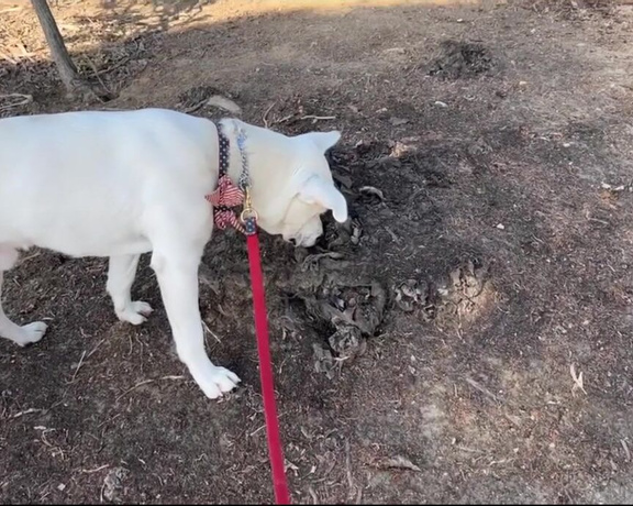 Christy Love aka clca69 - 08-21-2022 OnlyFans Video - Sunday exploration day with Tofu at balboa park We saw cactus gardens, rose gardens and the