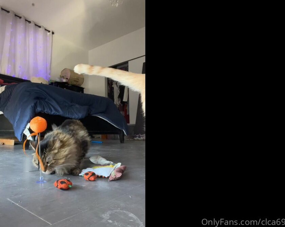 Christy Love aka clca69 - 10-14-2022 OnlyFans Video - Toy time for the little cats Love seeing them so happy with their new toys every