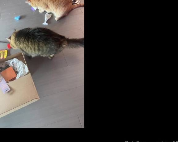 Christy Love aka clca69 - 02-15-2023 OnlyFans Video - Swissy and Kiki got their cat nip box They are so happy It always brings me