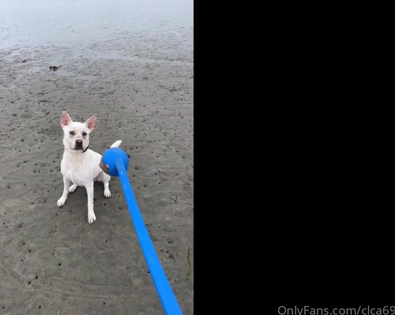 Christy Love aka clca69 - 12-03-2023 OnlyFans Video - Love the new surprises at the beach  Hanging out with tofu at the dog beach