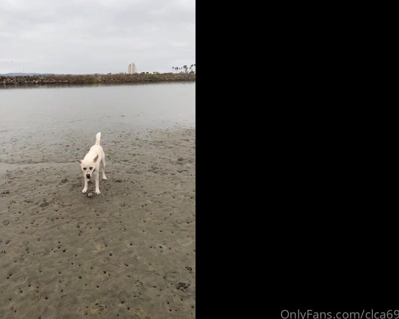 Christy Love aka clca69 - 12-03-2023 OnlyFans Video - Love the new surprises at the beach  Hanging out with tofu at the dog beach