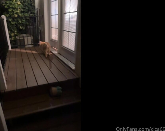 Christy Love aka clca69 - 08-13-2024 OnlyFans Video - Tofu and swissy enjoying the outdoor backyard before we move  I was staying at an