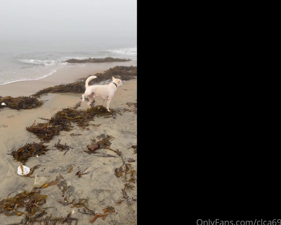 Christy Love aka clca69 - 11-05-2024 OnlyFans Video - I couldnt go without taking tofu to his fav place in the world The dog beach