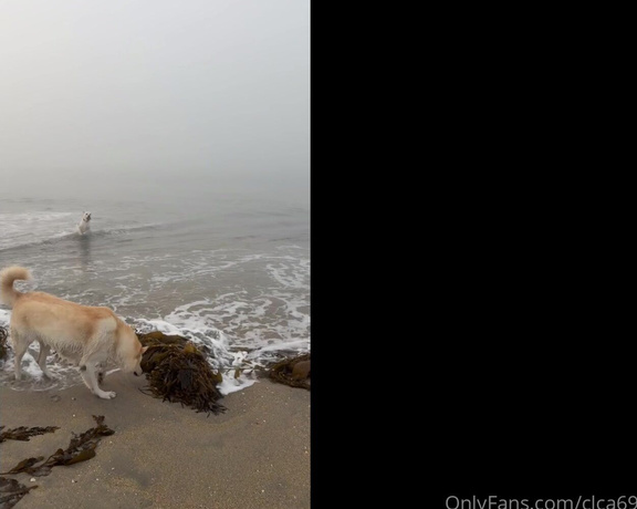 Christy Love aka clca69 - 11-05-2024 OnlyFans Video - I couldnt go without taking tofu to his fav place in the world The dog beach