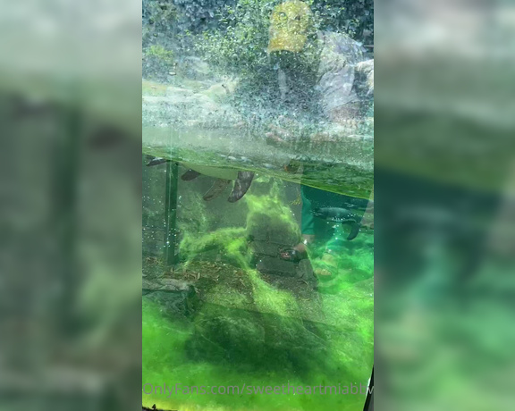 SweetheartMia aka sweetheartmiabbw - 06-26-2022 OnlyFans Video - The Vienna Zoo was amazing had so much fun visiting  First 2 are my spirit