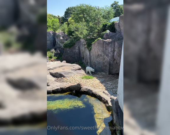 SweetheartMia aka sweetheartmiabbw - 06-26-2022 OnlyFans Video - The Vienna Zoo was amazing had so much fun visiting  First 2 are my spirit_higp