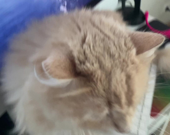 Kisankanna aka kisankanna - 11-10-2020 OnlyFans Video - My cat clearly wanted to say something to me or hint at something I dont understand