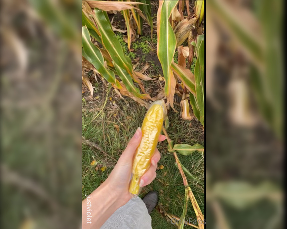 JustViolet aka justviolet - 10-18-2021 OnlyFans Video - Farm girl fucks corn from the cornfield outdoors