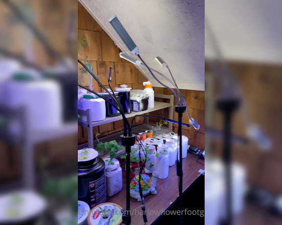 Harlowflowerfootgoddess - Just added a hanging grow light  I’m super excited!!!! I feel J (07.02.2023)