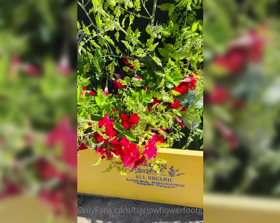 Harlowflowerfootgoddess - Here’s an update on my ’Volunteer’ Tomato Plant Nature is so G dZ (24.09.2022)