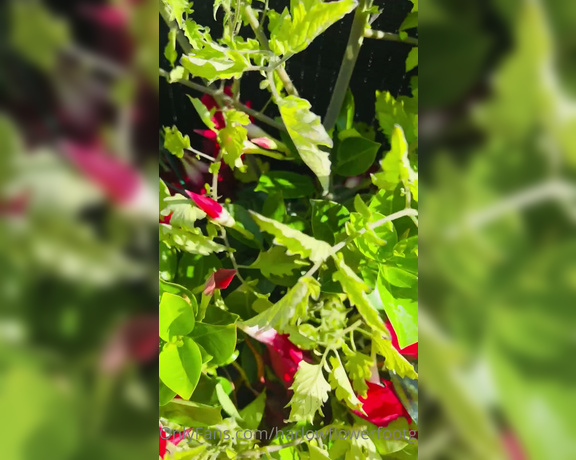 Harlowflowerfootgoddess - Here’s an update on my ’Volunteer’ Tomato Plant Nature is so G dZ (24.09.2022)