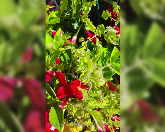 Harlowflowerfootgoddess - Here’s an update on my ’Volunteer’ Tomato Plant Nature is so G dZ (24.09.2022)